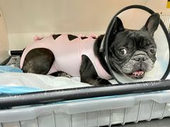 -伟伟宠物医院·CT影像中心·瑞派犬猫综合性门诊(汉口总院)