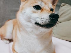 -FAELING PETS美天灵宠物(富力广场店)