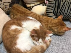 -大观园影院式足浴Spa店(沙坪坝店)