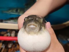 -天正河鲀·河豚亭(大连店)