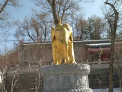 -塔尔寺菩提树