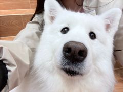 -和它·交个朋友·狗咖猫咖(爱琴海店)