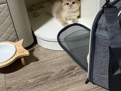 -东方名猫馆·英短金渐层布偶猫舍(环线广场1号楼店)