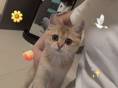 -袖虎·猫馆(体育西路店)