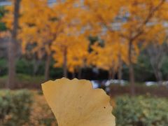 -上海中医药大学附属曙光医院(东部)