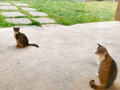 -猫里有甜
