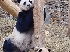 -卧龙中华大熊猫苑神树坪基地