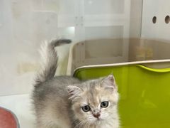 -青奢宠物·青奢猫舍