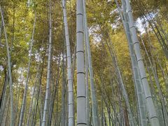 -上海佘山国家森林公园天马山园