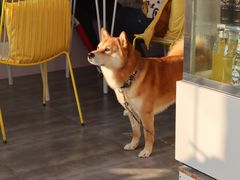 -五进制 Coffee Shop