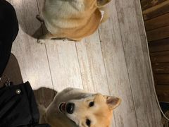 -百好乐宠物友好餐厅(朝外大街店)