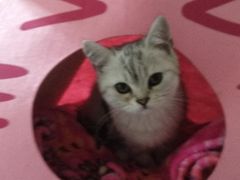 -瑞鹏宠物医院·爱宠堂·骨外专科(西荷分院)