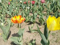 -长春公园(普阳街道)