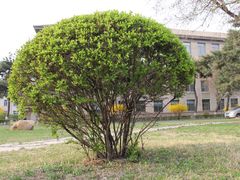 -辽宁大学(崇山校区)