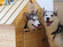 -Husky Go! 哈士奇体验馆·宠物咖啡厅狗咖