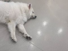-共舞时光猫咖·狗咖(新街口店)