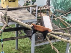 -西霞口神雕山野生动物世界