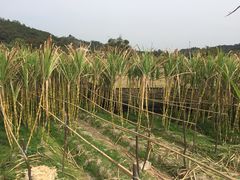 -红山村