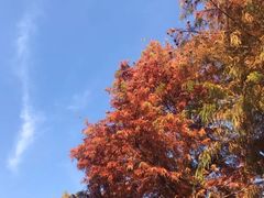 -广富林郊野公园