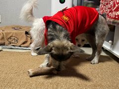 -瑞派康怡24h宠物医院·犬猫医疗中心·微创绝育(瑞景分院)