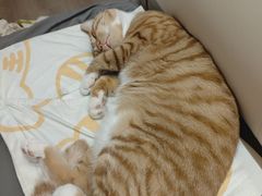 -宠颐生宠物医院·异宠猫科内科·诊疗中心宠巢店