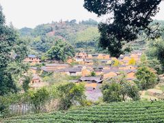 -杨家堂村