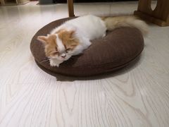 -猫和宫(六道口店)
