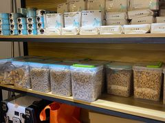 -欣宠猫屋·矮脚拿破仑·蓝金金渐层