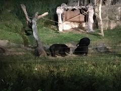-清迈夜间动物园