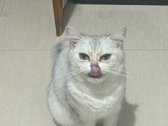 -瑞派康怡24h宠物医院·犬猫医疗中心·微创绝育(瑞景分院)