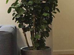 -龙大花卉苗木市场