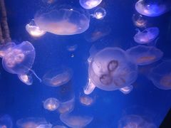 -洛阳龙门海洋馆