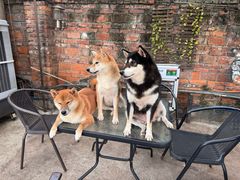 -柴犬高等学院·狗咖·柴犬售卖·宠物训练