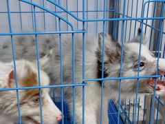 -青石桥花鸟鱼虫市场(叠翠城店)