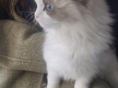 -伟伟宠物医院·瑞派猫友好医院·猫科(光谷店)