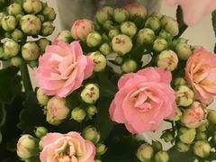 -宝鸡东道花鸟鱼虫市场(吉利花园商场店)