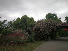-鹅湖玫瑰文化园