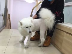 -宠福鑫康馨动物医院·骨科·眼科