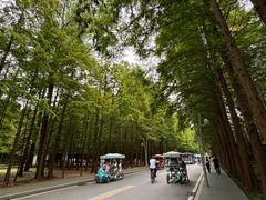 -日照海滨国家森林公园