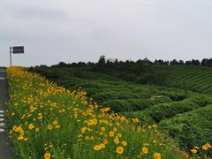 -游子山休闲旅游区