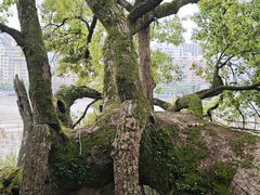 -江心屿景区