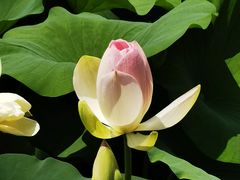 -莲花池公园