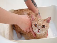 -momokira米努特·德文卷毛猫·棉花面纱犬