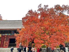 -香山公园