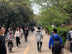 -武汉大学-樱园
