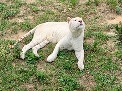 -西霞口神雕山野生动物世界