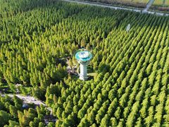 -黄海国家森林公园