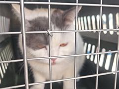 -纳吉亚猫专科动物医院·北北分院