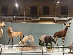 -国家自然博物馆