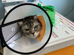 -瑞派福兴宠物医院犬猫全科·骨科·中西医结合(河东店)